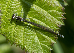 Coenagrion puella