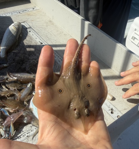 Roundel skate (Raja texana) — Rajidae — 5