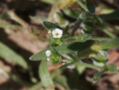 Plagiobothrys acanthocarpus