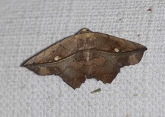 Polyacme dissimilis