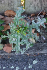 Golovinomyces fischeri