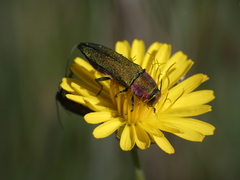 Anthaxia hungarica