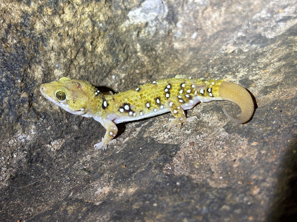 Blotched house gecko