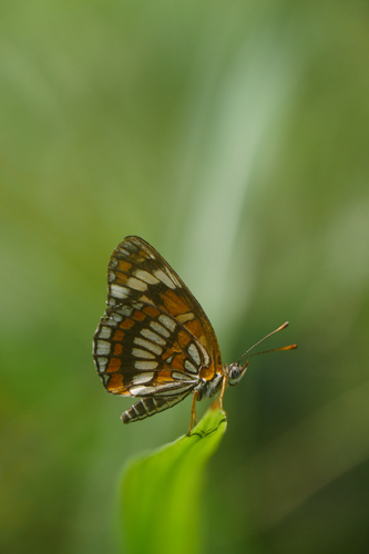 Theona Checkerspot