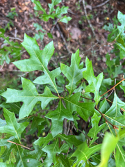 Quercus georgiana, photograph (c) Alex Stach, some rights reserved (CC BY)