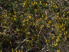 Chamaecytisus ratisbonensis