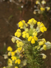 Castilleja rubicundula lithospermoides