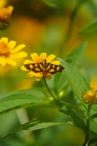 Orange-spotted Flower Moth