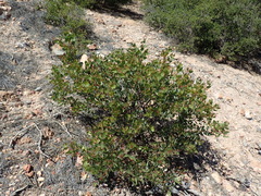 Arctostaphylos australis