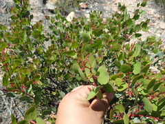 Arctostaphylos australis