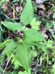 Thaspium trifoliatum trifoliatum