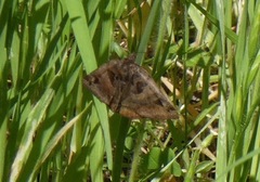 Euclidia ardita