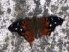 Hypanartia kefersteini