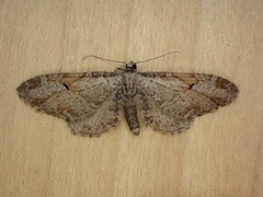 Eupithecia nevadata