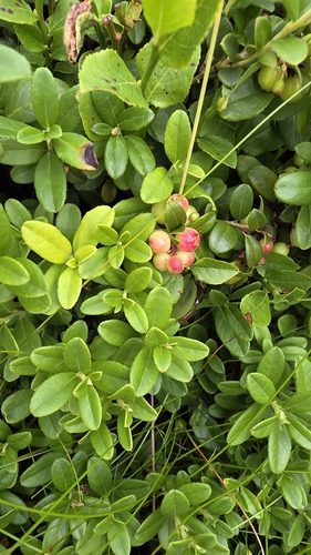 Lingonberry