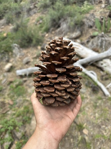 iNaturalist observation photo of Jeffrey pine