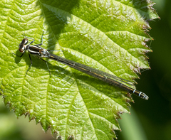Coenagrion puella