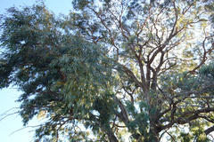 Eucalyptus nicholii