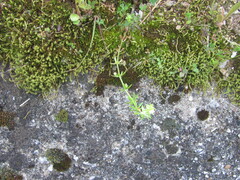 Galium verrucosum