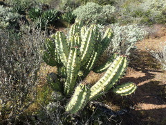 Myrtillocactus cochal