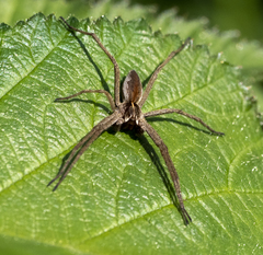 Pisaura mirabilis