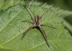 Pisaura mirabilis