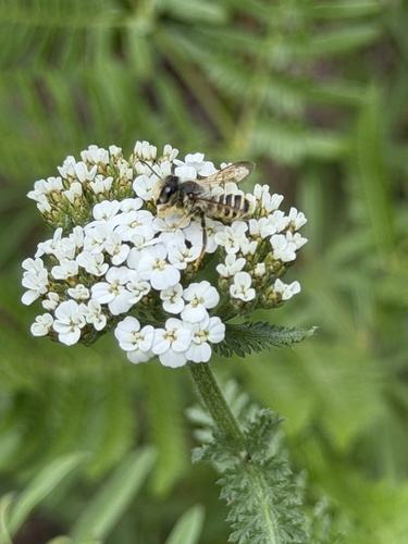 iNaturalist observation photo of Horn-faced Leafcutter Bee