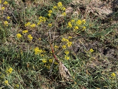Rorippa amphibia