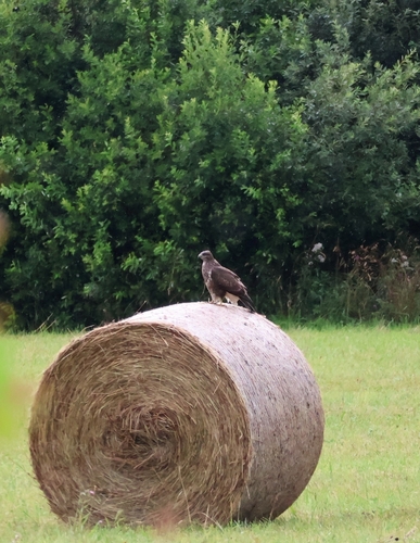 Common Buzzard