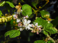 Malacothamnus clementinus