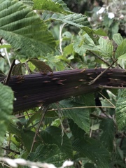 Rubus floribundus