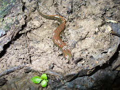 Desmognathus valtos