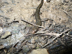 Desmognathus valtos