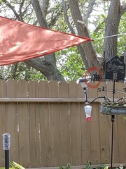 Dumetella carolinensis