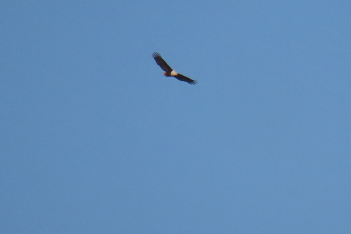 iNaturalist: (c) m_gannon, some rights reserved (CC BY-NC) iNaturalist image