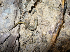 Desmognathus valtos