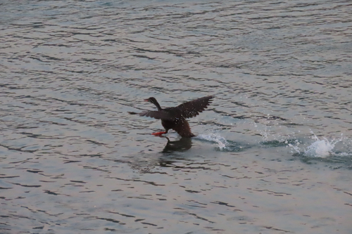 iNaturalist image