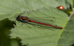 Pyrrhosoma nymphula