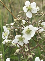Rubus floribundus