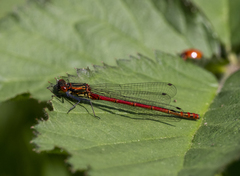 Pyrrhosoma nymphula