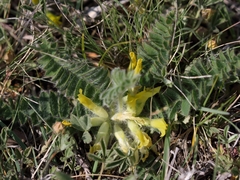 Astragalus exscapus