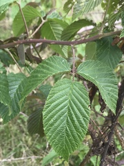 Rubus floribundus