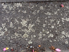 Xanthoparmelia scabrosa