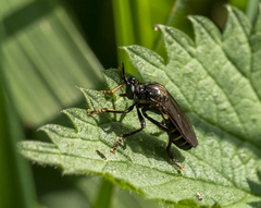 Dioctria atricapilla