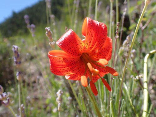 Lilium pomponium, photograph 3