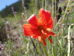 Lilium pomponium, photograph (c) luluchouette, some rights reserved (CC BY)