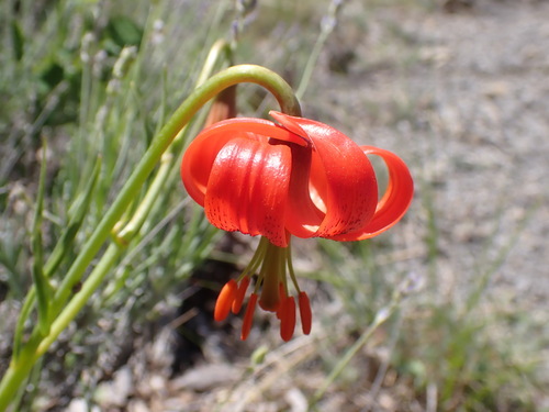 Lilium pomponium, photograph 1
