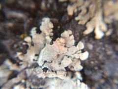 Xanthoparmelia scabrosa