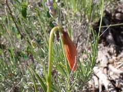 Lilium pomponium
