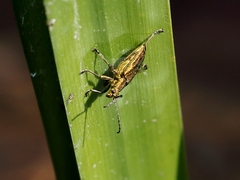 Donacia bicolora
